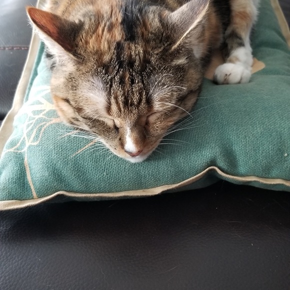 Welcome to Tag N Wag shop . Send offers and bundle. Thanks for stopping by! - Picture 2 of 10